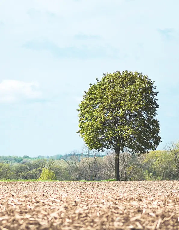 Single tree in a field with a blue sky