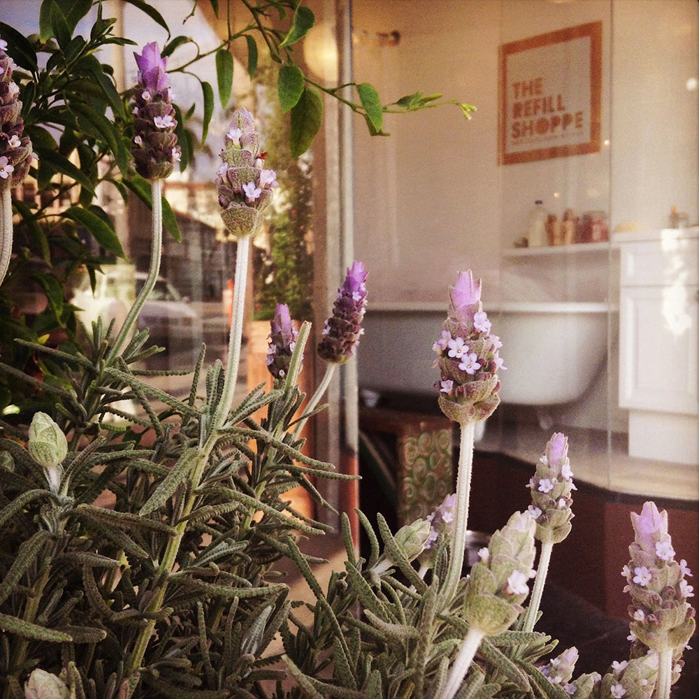 Lavender plants in front of The Refill Shoppe storefront.