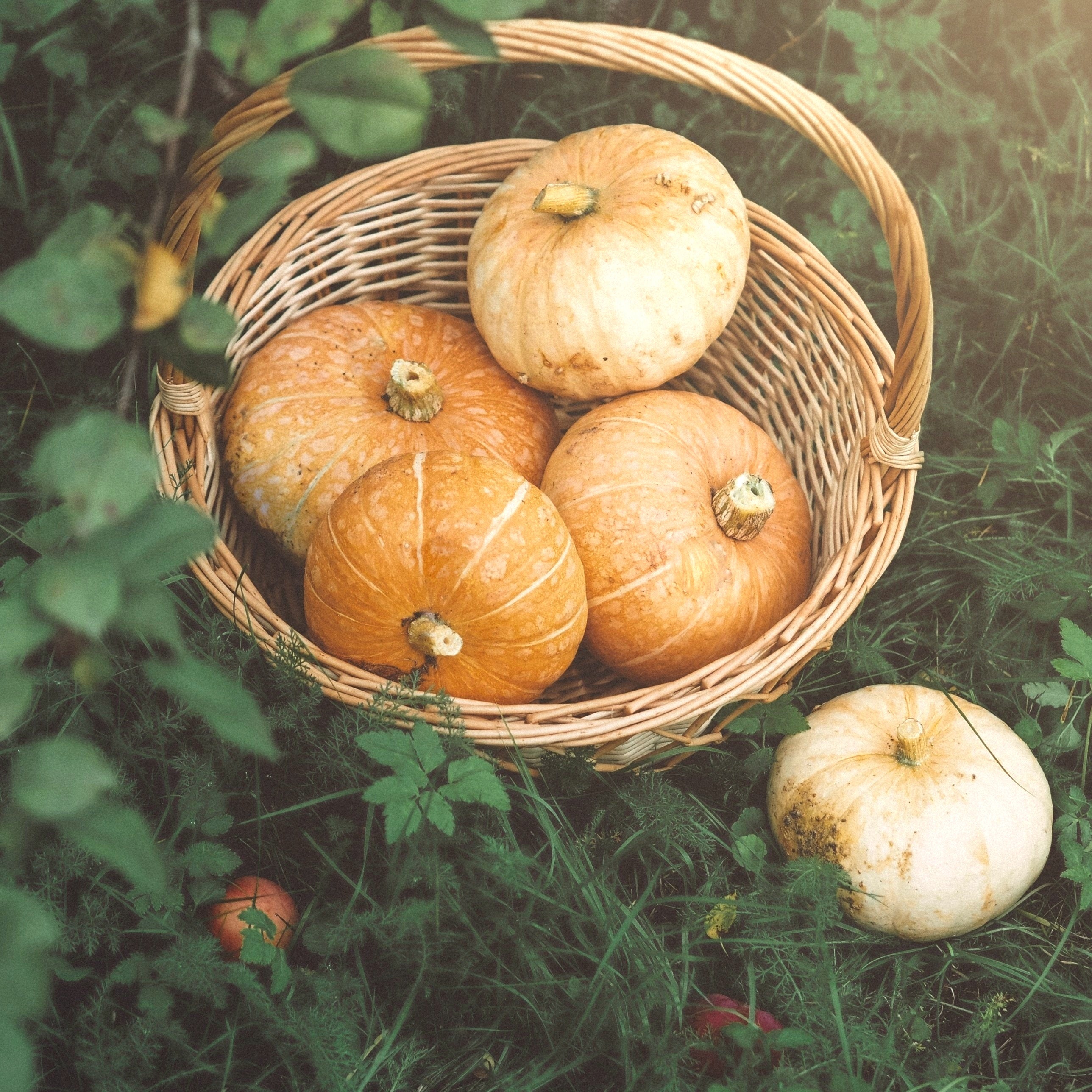 Brewing Up Fall