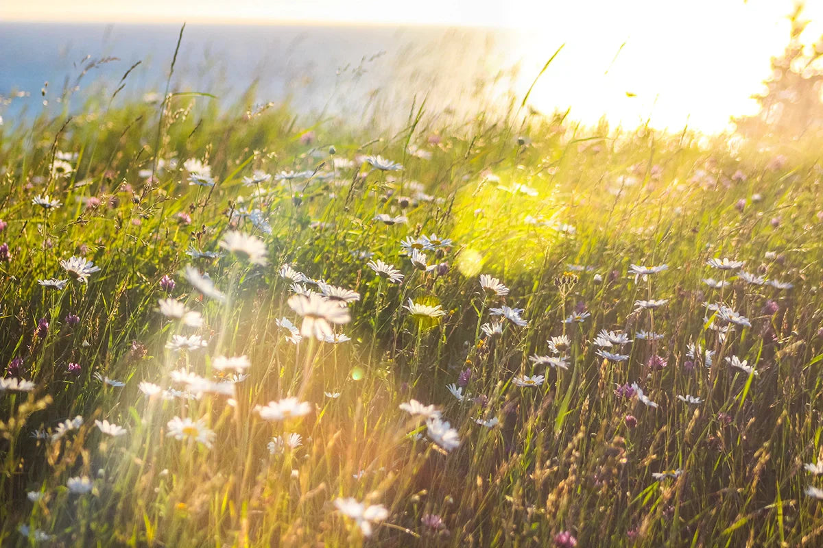 Spring is Here! Make a Fresh Start with Green Cleaning