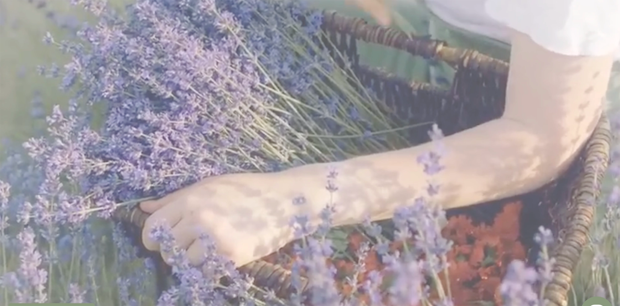 Girl wearing a white top holding a woven basket of lavender under her arm.