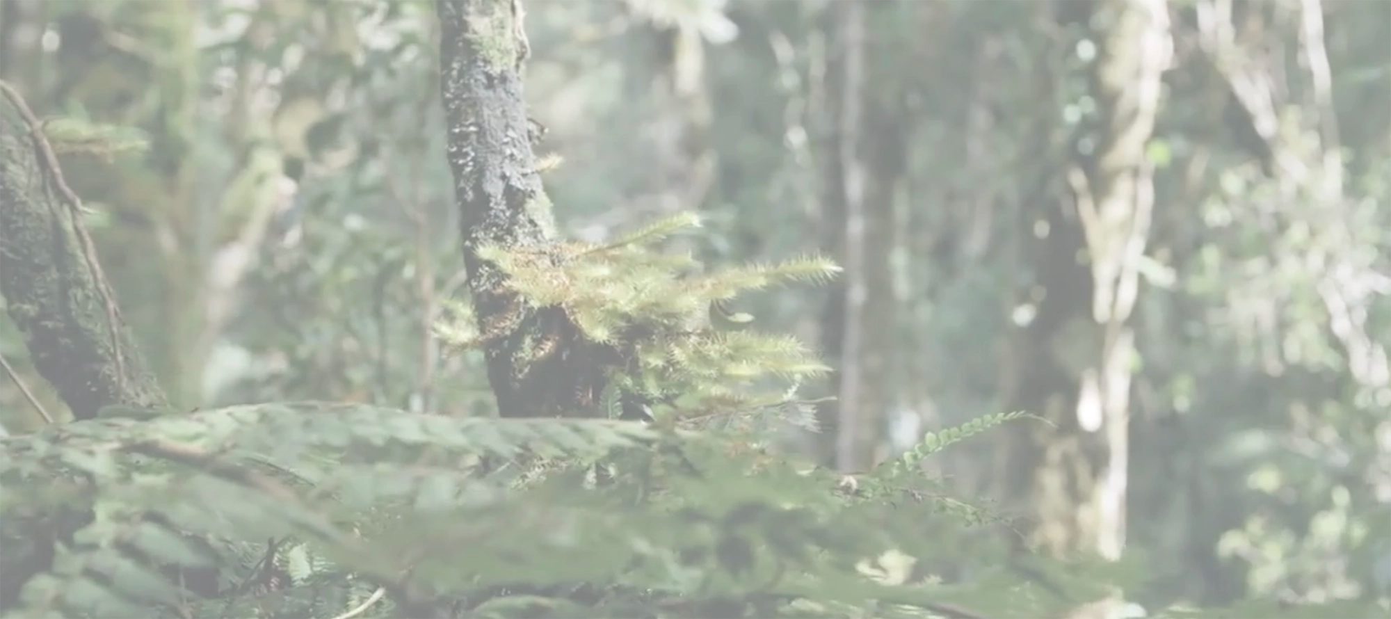 Close up view of ferns and trees in a forest with a blurred background