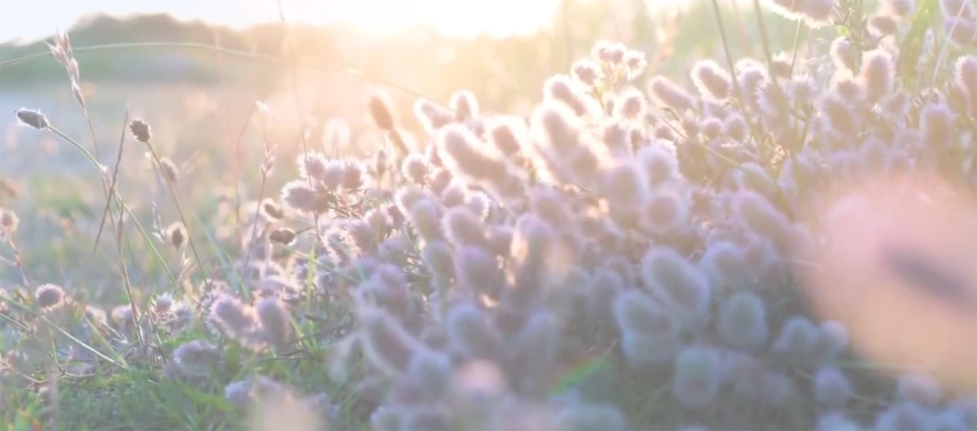 Field of lavender flowers with a blurred sunlit background