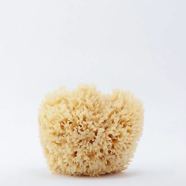 TheRefillShoppe_SeaSponge